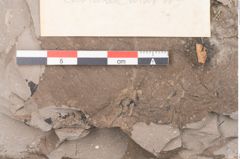 Foto (Detailansicht) von Castanea atavia Unger (NHMW-GEO-2024-0188-7964)